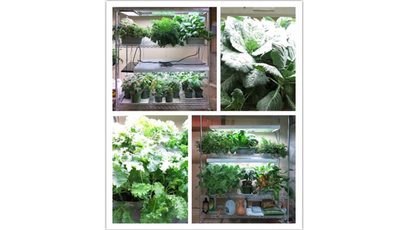 農(nóng)場牧場畜牧業(yè) 蔬菜種植花卉培養(yǎng)育苗架 可移動(dòng)鍍鉻線網(wǎng)貨架