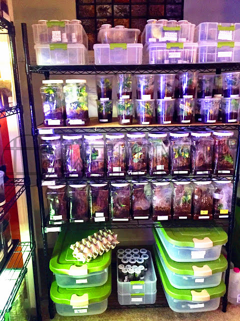 植物養(yǎng)殖架昆蟲養(yǎng)殖金屬線網架子-川井 (2)